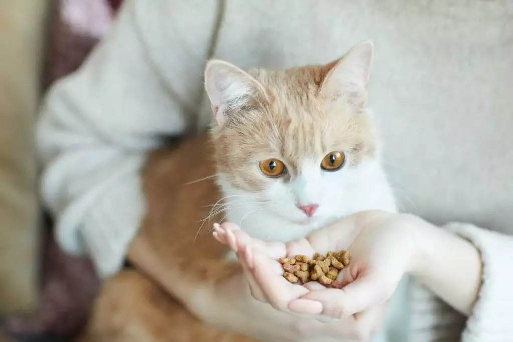 best grain free cat diet