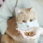 Best Grain-Free Cat Food UK 2026: Dry & Wet Options Reviewed