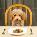 Grain Free Dog Foods