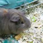 Guinea Pig Bedding