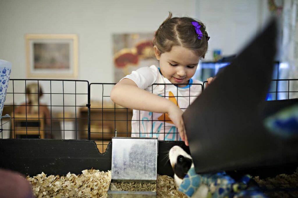 best indoor guinea pig cage