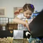 Best Guinea Pig Cages UK 2026: C&C, Indoor & Size Guide