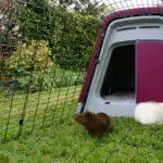 Best Guinea Pig Hutches UK 2026: Indoor Cages & Outdoor Enclosures