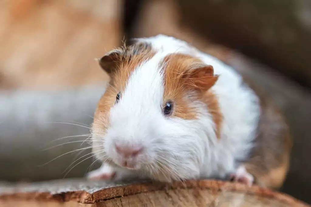 best guinea pig chew toys
