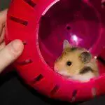 Hamster Balls UK 2026: Are They Safe? RSPCA Position, Welfare Concerns & What to Use Instead