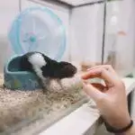 Best Hamster Toys UK 2026: Tunnels, Enrichment & Boredom Breakers