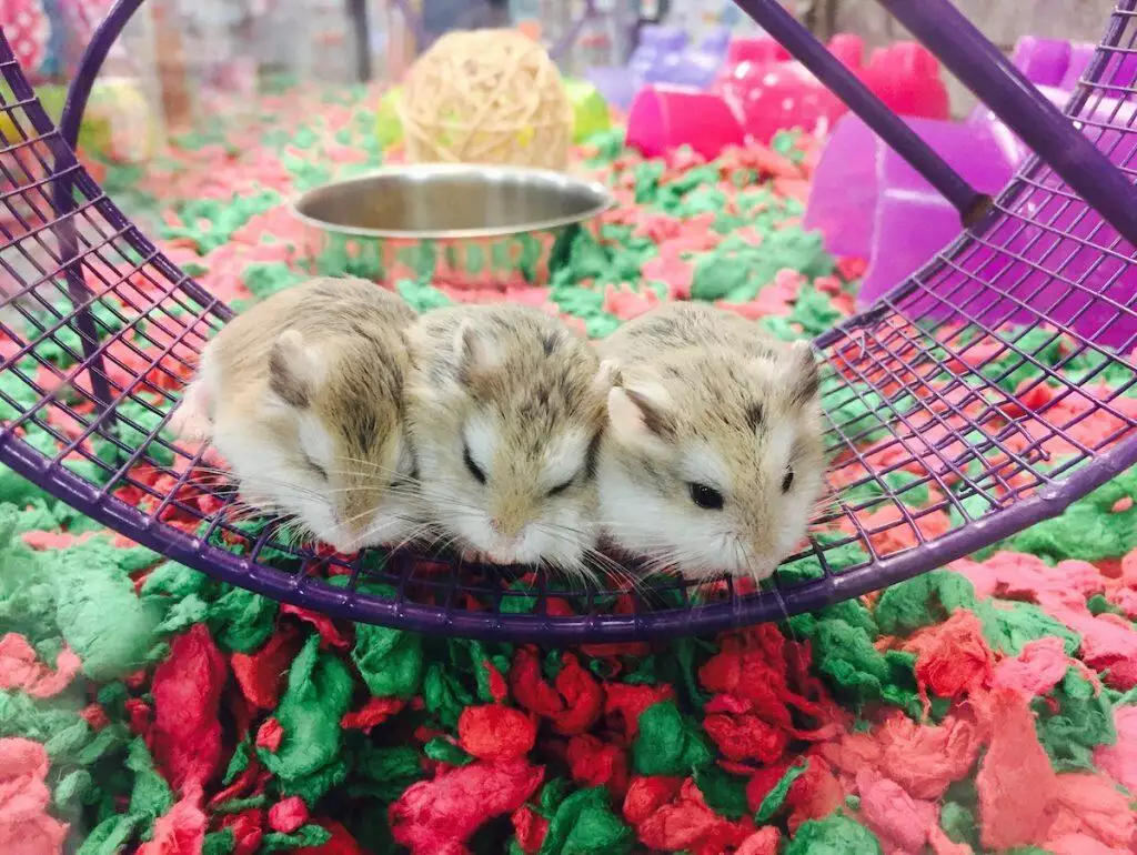 best hamster wheel for syrian hamster