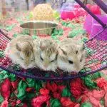 Best Hamster Wheels UK 2026: Silent Spinners & Size Guide