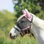 Horse Fly Masks