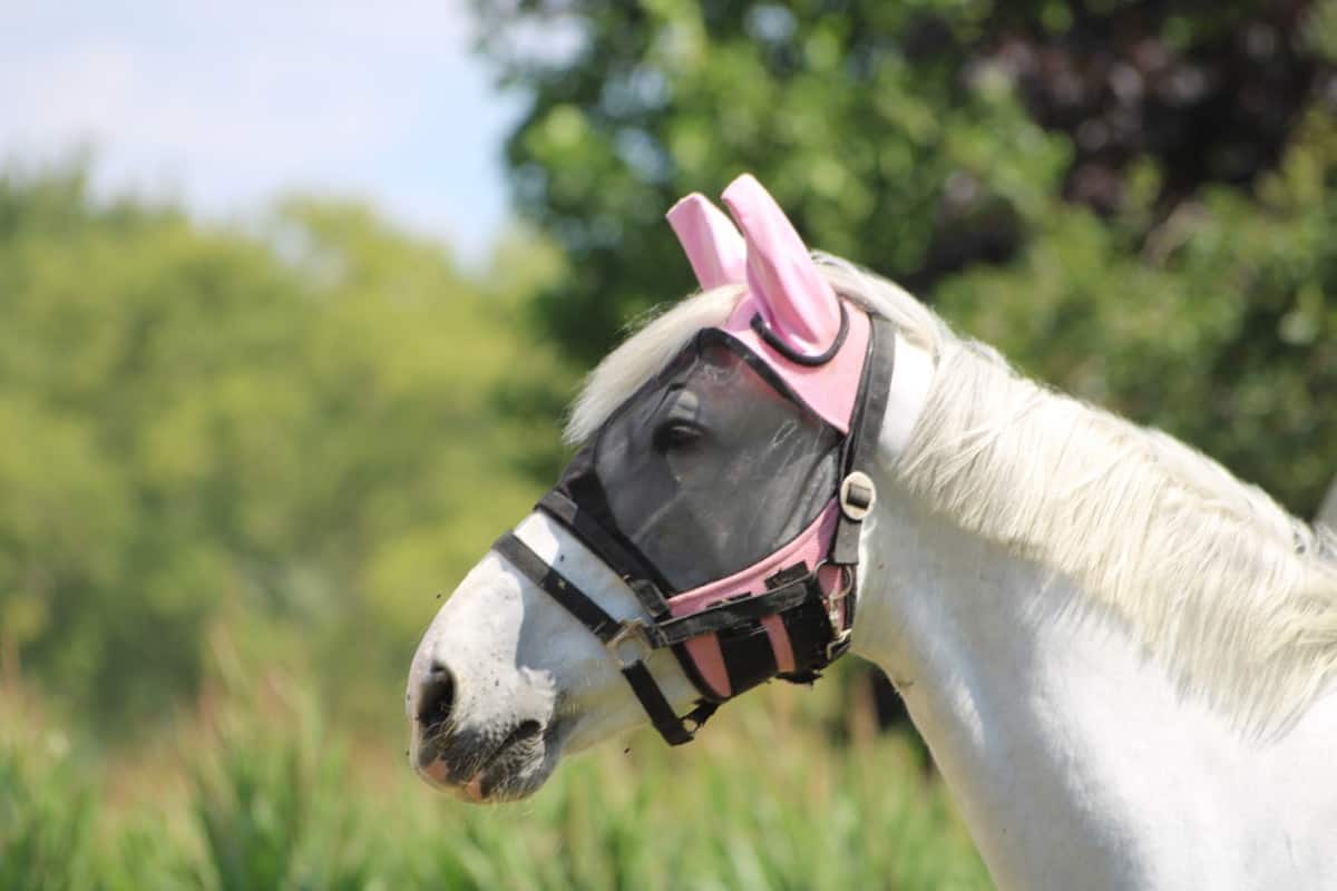 Best Horse Fly Masks Reviewed for 2022 Petz