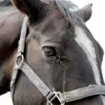 Horse Fly Sprays & Repellents