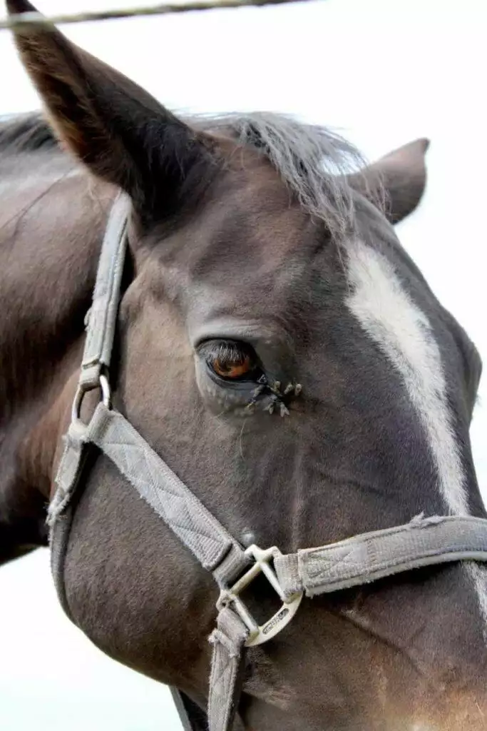 best horse fly repellents