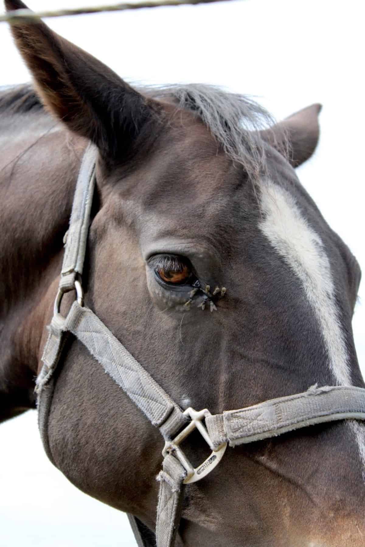 Best Horse Fly Sprays & Repellents Reviewed for 2022 Petz