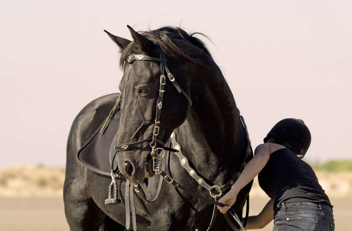 Best Horse Girths Reviewed for 2022 Petz