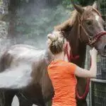 Horse Shampoo
