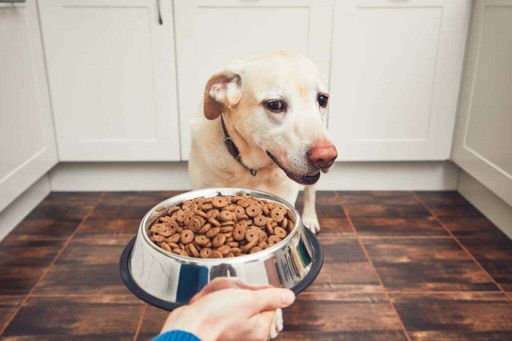 best allergen free dog food