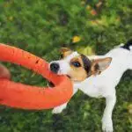 Indestructible Dog Toys