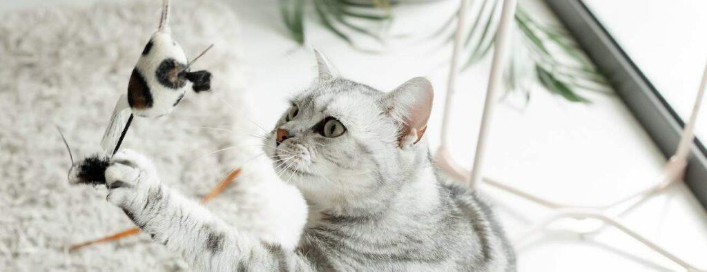 best interactive cat toy playing