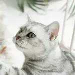 Best Interactive Cat Toys UK 2026: Electronic & Puzzle Reviews