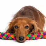 Best Interactive Dog Toys UK 2026: Puzzles, Treat Dispensers & Auto Toys