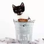 Pet Safe Disinfectant Cleaning Products