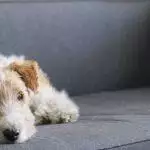 Best Pet Grooming Gloves UK 2026: Do They Actually Work? Dog & Cat Rubber Brush Gloves Reviewed