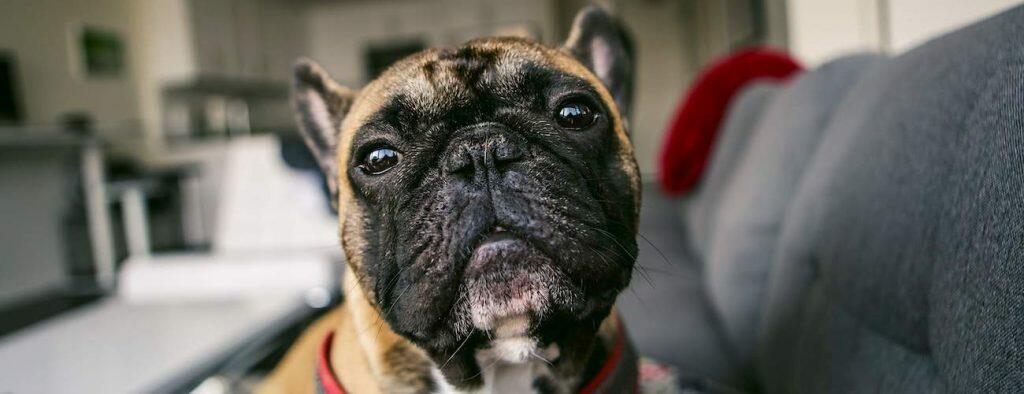 best pet home camera for security treats work