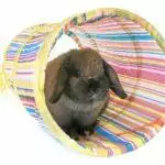 Best Rabbit Toys UK 2026: Enrichment, Foraging & Chew Toys