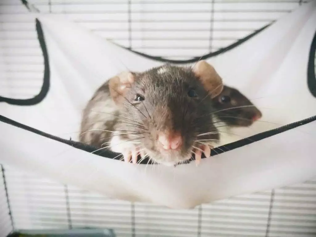 best rat cage