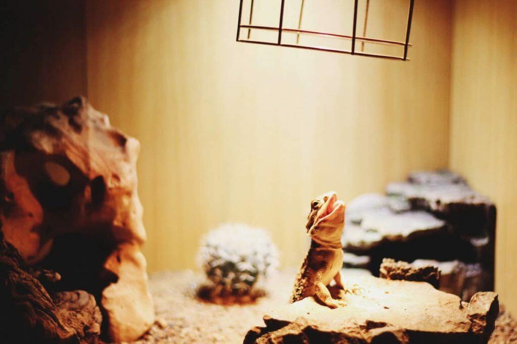 best reptile heating pad