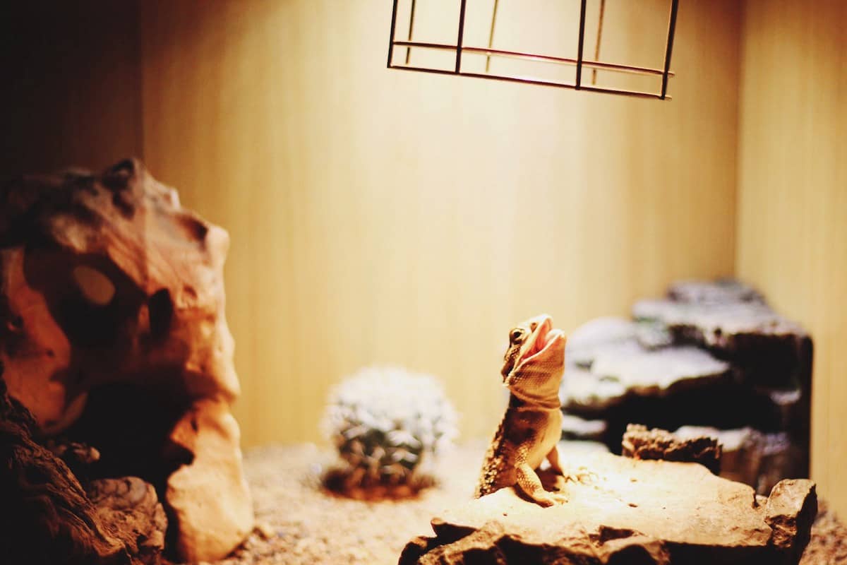 Best Reptile Heat Mats Reviewed for 2023 Petz