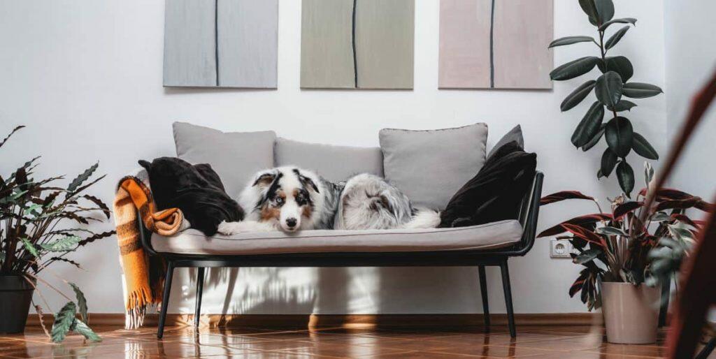 Best Dog Sofa Beds - dog couch bed