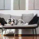 Dog Sofa Beds