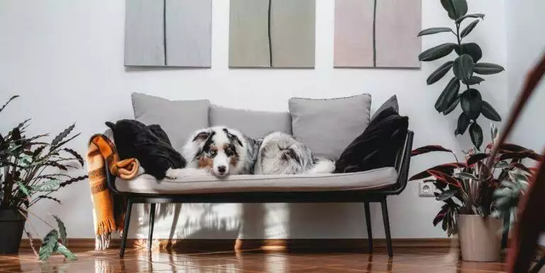 Best Dog Sofa Beds - dog couch bed