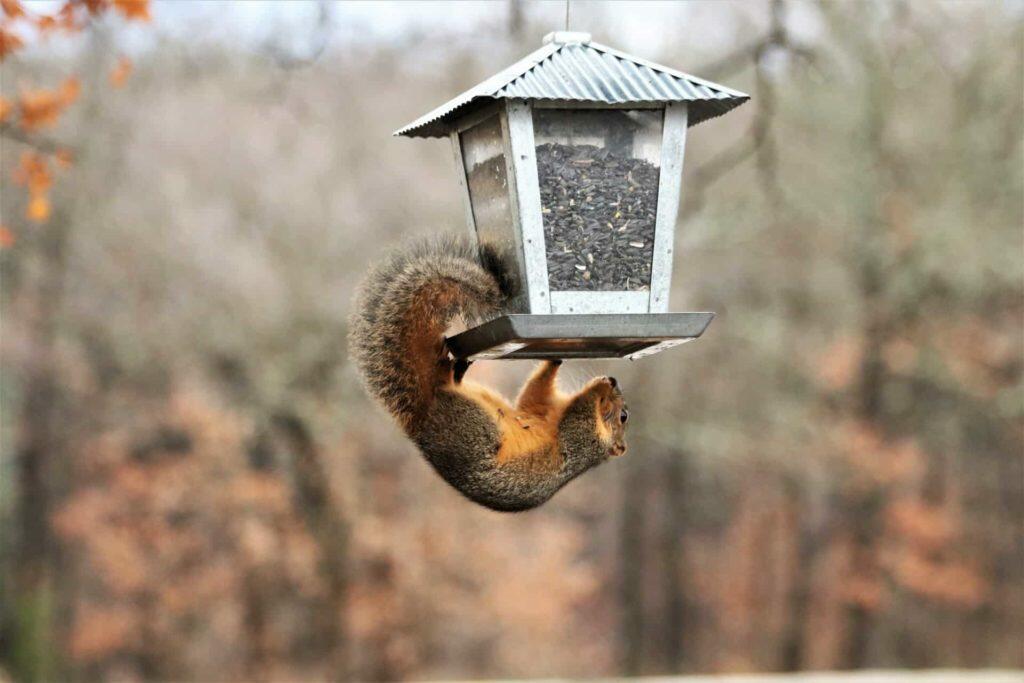 best anti squirrel bird feeder