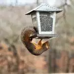 Squirrel Proof Bird Feeders