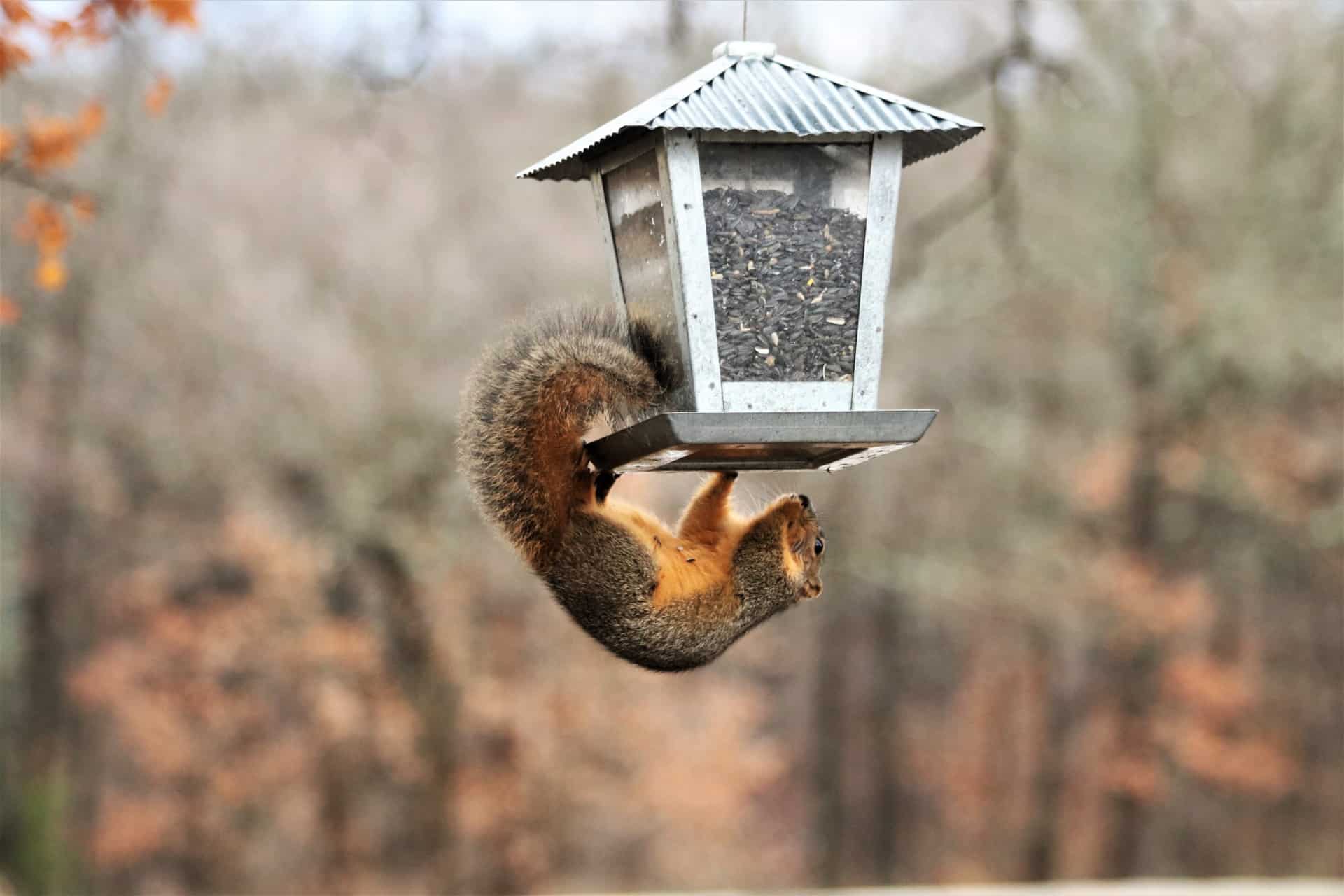 Best Squirrel Proof Bird Feeders Reviewed for 2022 - Petz