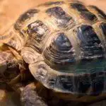 Tortoise Tables and Enclosures