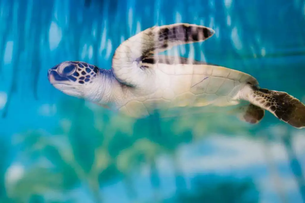 best turtle terrarium