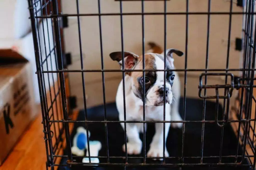 best dog cages