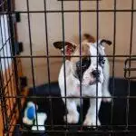 Best Dog Crates UK 2026: Wire, Car & Furniture-Style Reviewed