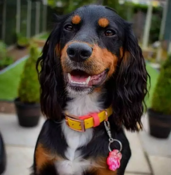 a dog wearing a london pup collar