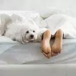 Why Do Dogs Sit On Your Feet?