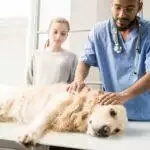 Caring for Dogs With Bladder Stones