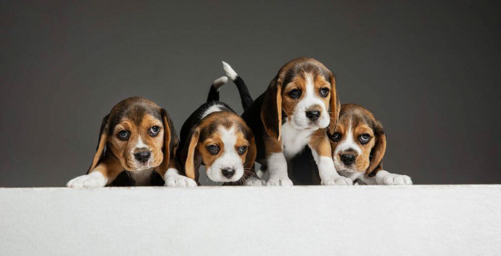 Breeding And Rearing Puppies