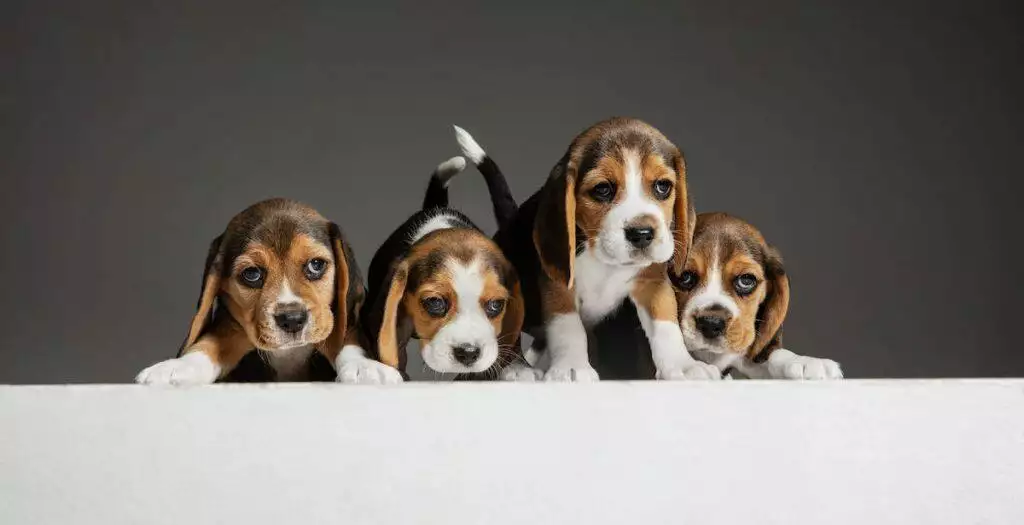 Breeding And Rearing Puppies