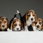 Breeding and Rearing Puppies