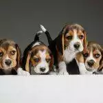 Breeding and Rearing Puppies