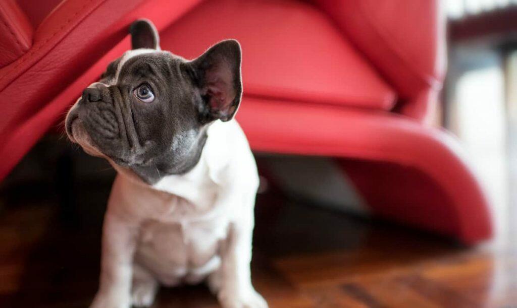 Bringing Your Puppy Home