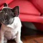 Bringing Your Puppy Home